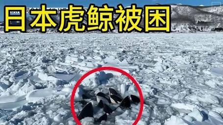 虎鲸母子被困公园,虎鲸母亲